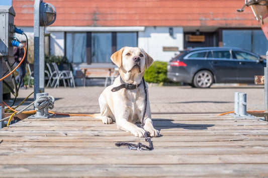 Hundehalsband GPS - Hansen Boot